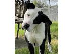 Adopt Donna a Black - with White Pit Bull Terrier / Staffordshire Bull Terrier /