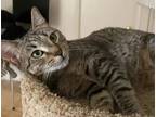 Adopt Violet a Gray, Blue or Silver Tabby Tabby (short coat) cat in Marion