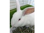 Adopt Rabbit Downey Jr. (Overlooked) a White Satin / Mixed (short coat) rabbit