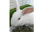 Adopt Rabbit Downey Jr. (Overlooked) a White Other/Unknown / Mixed rabbit in