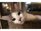 Adopt Daphne a Gray or Blue (Mostly) Domestic Shorthair (short coat) cat in