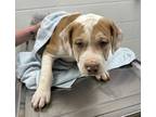Adopt Dublin a Tan/Yellow/Fawn American Pit Bull Terrier / Mixed dog in Kansas