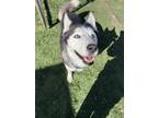 Adopt Hailey a Black - with White Husky / Mixed dog in Raytown, MO (41020053)
