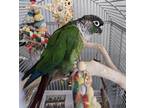 Adopt Qiwi a Conure bird in Elizabeth, CO (40953096)