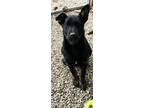 Adopt Ashley a Black - with Tan, Yellow or Fawn Australian Cattle Dog / German