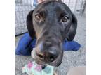 Adopt Max a Black Mixed Breed (Large) / Mixed dog in Barco, NC (41019943)