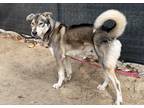 Adopt JAMES a Black - with Gray or Silver Husky / Mixed dog in Eagle