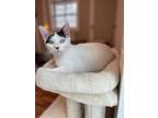 Adopt Lily a Calico or Dilute Calico Domestic Shorthair / Mixed (short coat) cat