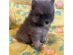 Pomeranian Puppy for sale in Chico, TX, USA