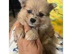 Pomeranian Puppy for sale in Chico, TX, USA