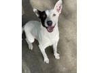 Adopt Patch a White Bull Terrier / American Pit Bull Terrier / Mixed dog in