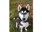 Adopt Quinn a White Husky / Mixed dog in BURIEN, WA (40739395)