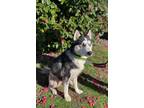Adopt Alaska a Black Husky / Mixed dog in BURIEN, WA (40637043)