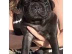 Black female PUG