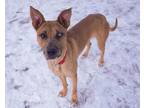 Adopt Mira a Brown/Chocolate Catahoula Leopard Dog / Mixed dog in St.