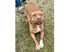 Adopt Bertha a Red/Golden/Orange/Chestnut American Pit Bull Terrier / Mixed dog
