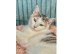 Adopt Elm a Gray or Blue Domestic Shorthair / Domestic Shorthair / Mixed cat in