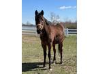 Adopt Farrah a Roan Arabian / Mixed horse in Danville, PA (40941058)