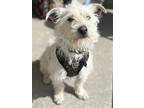 Adopt Colin a White Terrier (Unknown Type, Small) / Mixed dog in Las Cruces