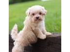 Maltipoo Puppy for sale in Baltic, OH, USA
