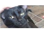 Adopt Ashes a All Black American Shorthair / Mixed (short coat) cat in Jemison