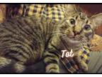 Adopt Tot a Brown Tabby American Shorthair / Mixed (short coat) cat in Jemison