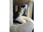 Adopt Siren a Gray, Blue or Silver Tabby Domestic Shorthair (short coat) cat in