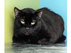 Adopt Dabber a All Black Domestic Shorthair / Mixed Breed (Medium) / Mixed