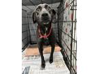 Adopt Artemis a Black Mixed Breed (Large) / Mixed dog in Georgetown