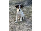 Adopt Wynonna—ADOPTION PENDING a Tricolor (Tan/Brown & Black & White) Beagle /
