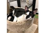 Adopt Fred a Black & White or Tuxedo Domestic Shorthair (short coat) cat in West