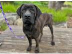Adopt Buster a Brindle Mastiff / Mixed dog in Mission Viejo, CA (41018307)