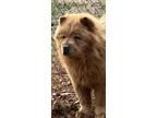 Adopt Geronimo a Red/Golden/Orange/Chestnut Chow Chow / Mixed dog in Lyman
