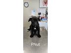 Adopt Peanut a Black - with White Labrador Retriever / Mixed dog in Corinth
