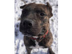 Adopt Casanova a Brindle Presa Canario / Mixed dog in St.