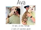 Adopt Ava a Mixed Breed (Medium) / Mixed dog in Albany, GA (41015798)