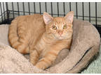 Adopt Claw-fish Etouffee a Orange or Red Domestic Shorthair / Mixed Breed