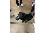 Adopt Sirius a Black Border Collie / Labrador Retriever / Mixed dog in Winfield