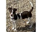 Adopt Zach-ADOPTION PENDING a Brown/Chocolate - with White Rat Terrier / Mixed