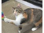 Adopt Ophelia a Tortoiseshell Domestic Shorthair (short coat) cat in Greensburg