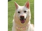 Adopt Buddy a White - with Tan, Yellow or Fawn Jindo / Mixed dog in Vancouver