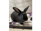 Adopt Jimmy a Black New Zealand / New Zealand / Mixed (short coat) rabbit in