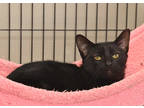 Adopt Shrimp Purr-boy a All Black Domestic Shorthair / Mixed Breed (Medium) /