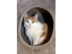 Adopt Apple Pie a Orange or Red Domestic Shorthair / Domestic Shorthair / Mixed