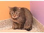 Adopt Dublin a Brown Tabby Domestic Shorthair / Mixed Breed (Medium) / Mixed