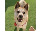 Adopt Gam a Brown/Chocolate - with White Shiba Inu / Jindo / Mixed dog in