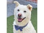 Adopt Bread a White Jindo / Mixed dog in Vancouver, BC (41017764)