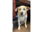 Adopt Alfred von Wigglebottom a Tan/Yellow/Fawn Labrador Retriever / Mixed Breed