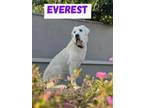 Adopt Everest a White Great Pyrenees / Mixed dog in Norco, CA (41017673)