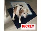 Adopt Mickey a White - with Brown or Chocolate Beagle / Mixed dog in Norco